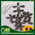 Essbare Sonnenblumenkerne in bester Qualität in großen Mengen